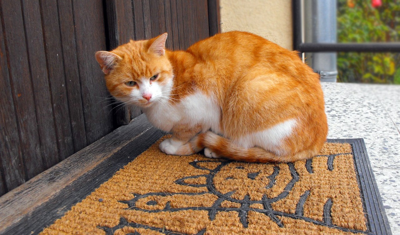 超20只猫恶臭扰邻，母女家中养猫过度